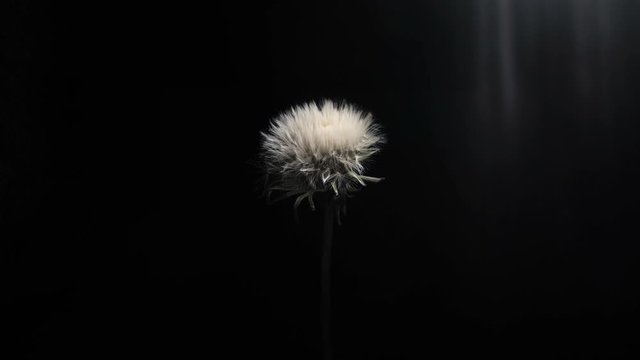Dry dandelion open up on black background under sun rays