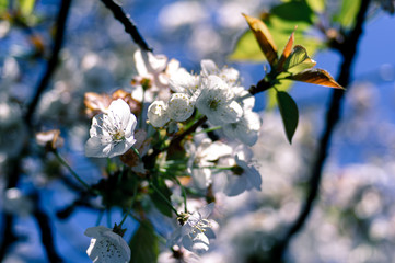 cherry blossom in spring