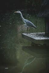 Heron at an English village pond