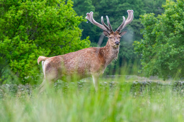 Deer in English countryside