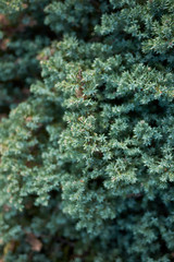 Juniperus procumbens