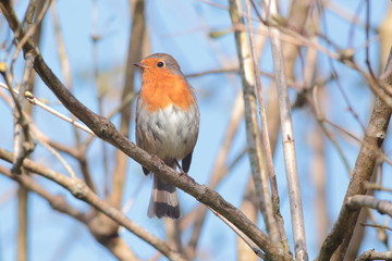 European robin (Erithacus rubecula) resting on the tree in garden