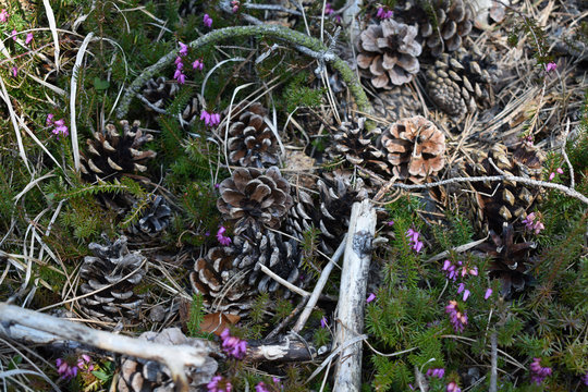 Zapfen der F&ouml;hre, Bockerl, und Erika, Erica carnea auf dem Waldboden