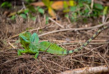 Male Basilisk