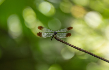 Dragonfly in the rainforest