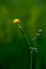 yellow tulip on green background