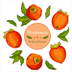 Ripe juicy persimmon fruit vector illustration. Set of fruits and persimmon leaves isolated on white background.