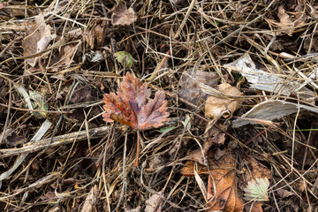 Last year's grass and dry leaf close-up. Dry old grass texture. Vintage style for design, background.