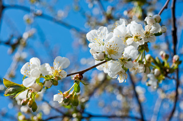 Close-up shot of blossoms of a cherry tree. Background for flowers, spring flowering and floriculture.