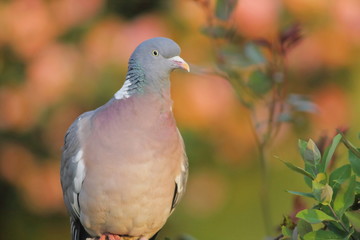 Common wood pigeon (Columba palumbus) against colorful background