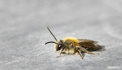 Close up of an insect Early minig bee