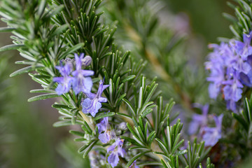 Close-up of a flowering rosemary plant. Green and aromatic and flowery herb.