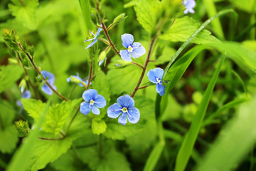 blue flowers in the garden