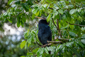 Costa Rican Birds