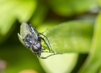 Close up of an insect Hawthorn fly