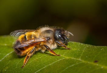 Close up of an insect red mason bee
