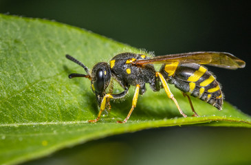 Close up of an insect Humped bee wolf