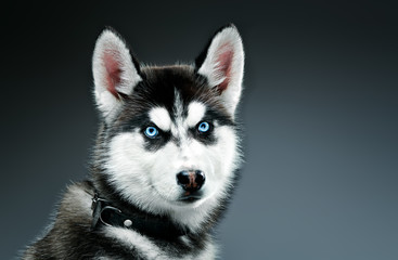 portrait of siberian husky in studio. Close-up shot.