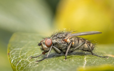 Close up of an insect flesh fly