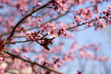 Fototapeta na wymiar Beautiful Pink Cherry Plum, Prunus Cerasifera Nigra, blooming in early spring. Decorative Landscape Design Tree.