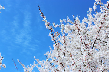 cherry blossom in spring with blue sky