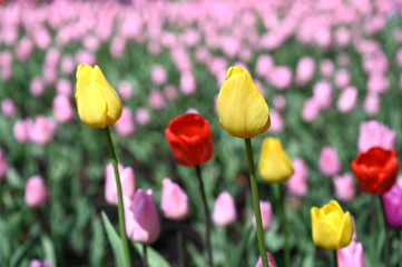 日本の国営武蔵丘陵森林公園のお花畑の早咲きのチューリップが咲く春の風景　黄色の花のフレンドシップ