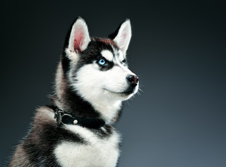 portrait of siberian husky in studio. Close-up shot. © miroslavmisiura