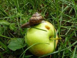 Ślimak na jabłku w sadzie © sylandi
