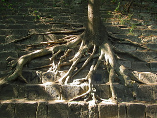 roots of tree on the stone