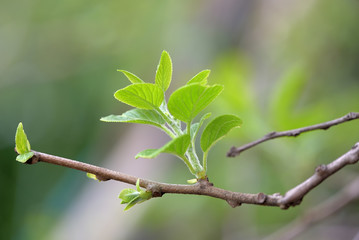 Young leaves of Baby kiwi fruit tree
