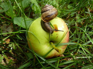 Ślimak jedzący jabłko w sadzie © sylandi