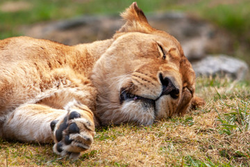 Lionne au repos