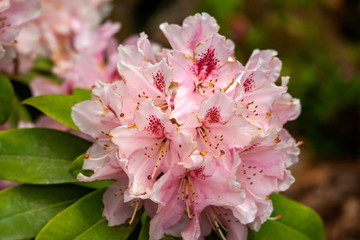 Rhododendron en fleur 