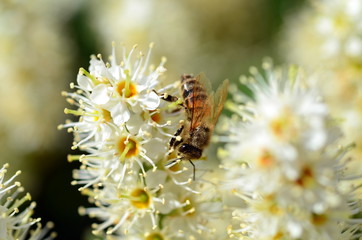 Biene auf einer blühenden Hecke