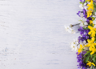 Composition with wild forest violets on a white wooden surface with space for text. Spring festive background.