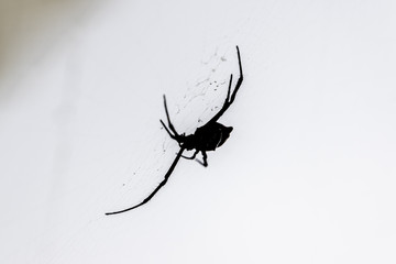 Spider in it's web