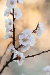 Apricot blooming in the garden. Beautiful spring seasonal background good for greeting card, wedding invitation, web.