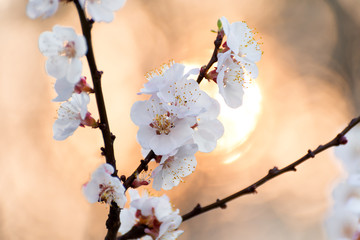 Apricot blooming in the garden. Beautiful spring seasonal background good for greeting card, wedding invitation, web.