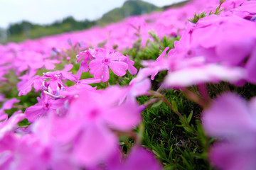 Obraz premium ピンク色の可愛い芝桜
