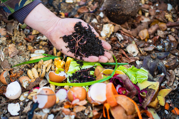 red worms on the male palm for vermicomposting organic food scraps