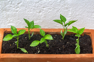 Closeup of healthy organic young homegrown Bell Pepper, specie Capsicum annuum. Native from Central and Northern South America, they are rich in vitamin C and other nutrients.