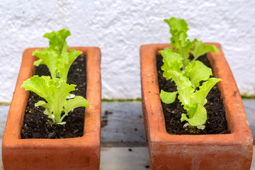Closeup of healthy organic young homegrown lettuce, specie lactuca sativa, it is a source of vitamin K and vitamin A, and was originally farmed in ancient Egypt.