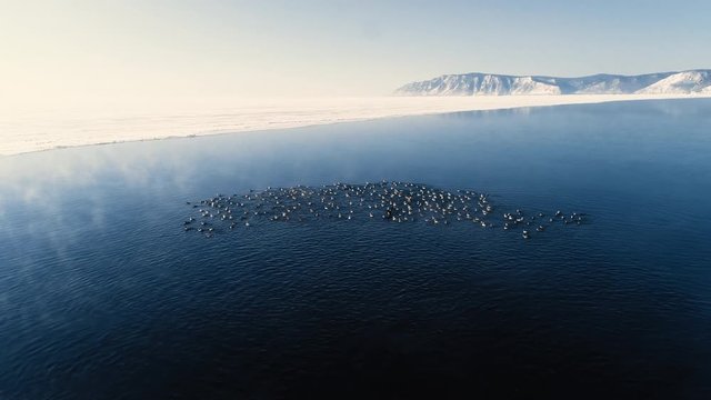 Flock of wild ducks swims in blue siberian lake on sunny spring day. Beautiful natural view of waters, mountains under blue sky and birds floating in cold aqua of sea. Amazing picture of nature and