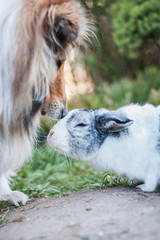 Rough collie dog sniffing to a dutch rabbit