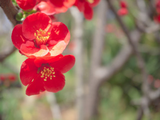 Obraz premium red sakura flower in spring season of japan.
