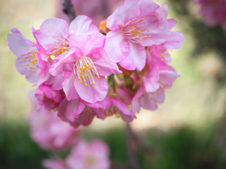 Pink sakura flower in japan.