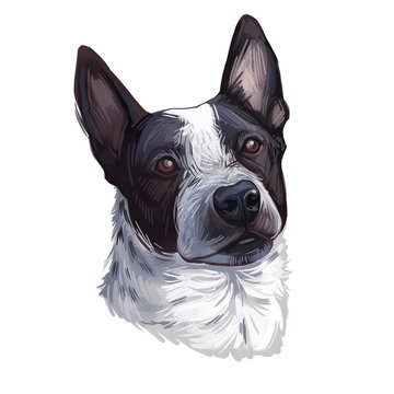Shepherd or McNab Collie isolated digital art illustration. Hand drawn dog muzzle, McNab Stock Dog, Collie in black and white, Sheepdog. American breed, Northern California, friendly domestic dog.