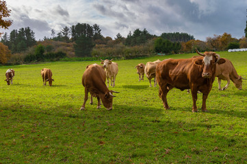 Fototapeta na wymiar Galician cows in a meadow (Spain).