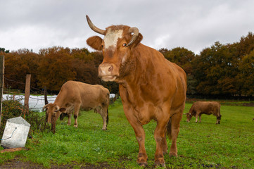 Naklejka na ściany i meble Galician cows in a meadow (Spain).