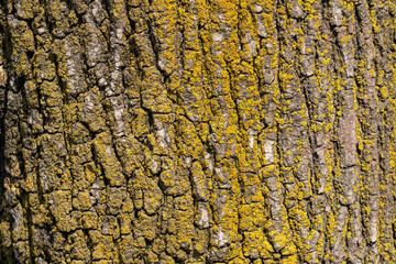 natural texture background bark tree